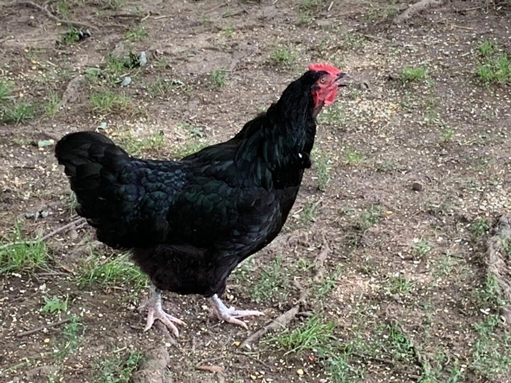 Chicken at alpaca farm near Leesburg