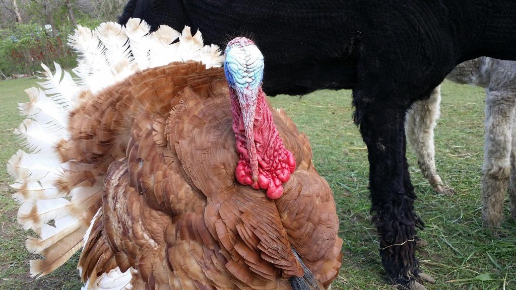 TomBoy Turkey at Cob Hollow Farm